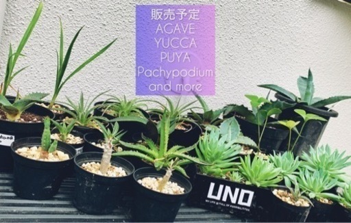 9 11 日 フリーマーケット出品 千葉みなと 多肉植物 コーデックス 椰子 ビザールプランツを販売します エイトプランツ 千葉 みなとのフリーマーケットのイベント参加者募集 無料掲載の掲示板 ジモティー