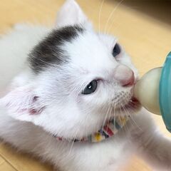 【決定】屋根裏で保護したカワイイ子 - 猫