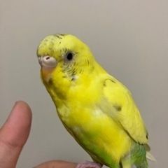 セキセイインコ雛