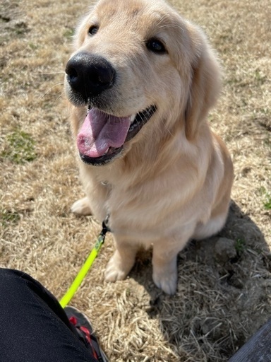 ゴールデンレトリバー里親募集 ゴールデンの りきまる情報館