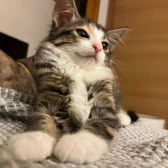 【2】臆病でおとなしい三毛トラの子猫さん【里親候補者様あり】