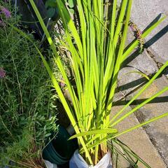 (取引中)カキツバタ(黄色)と水性植物もらって下さい