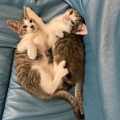 生後2ヶ月のキジトラ兄弟猫