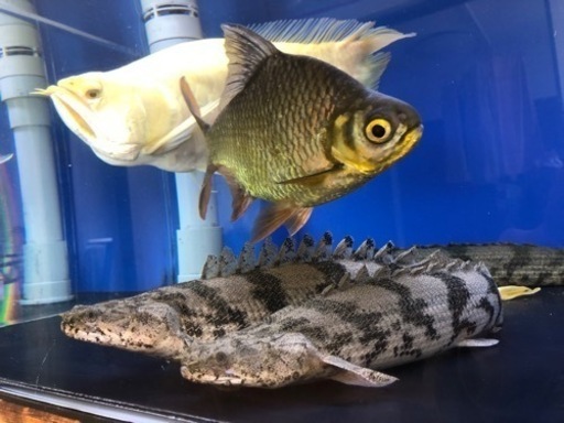 その他 1200OF水槽 生体セット