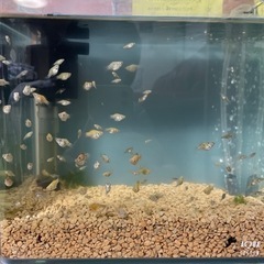 バルーンモーリーの中古が安い 激安で譲ります 無料であげます ジモティー