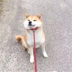 飼ってませんが、犬友がほしいです