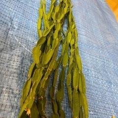 リプサリス　パラドクサ　観葉植物