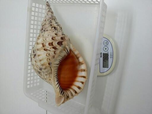 法螺貝とピンク貝