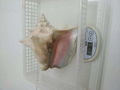 法螺貝とピンク貝