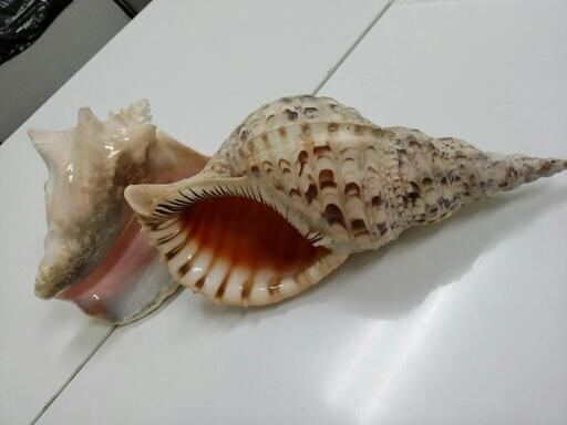 法螺貝とピンク貝