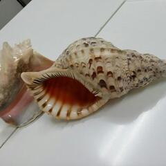 法螺貝とピンク貝