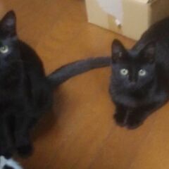 子猫里親募集 黒猫2匹