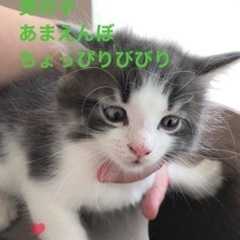 生後2か月のおす猫の画像