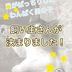 【かわいい5兄妹】4ヶ月の子猫の里親募集【人馴れしてます】 − 茨城県
