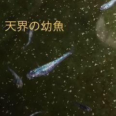メダカ　天界の幼魚10匹(タイプ1)