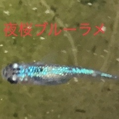 メダカ　夜桜　ブルーラメ　幼魚10匹　です。