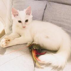 募集停止　洋猫っぽいキレイな白猫くん　生後4ヶ月くらい − 千葉県