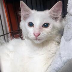 募集停止　洋猫っぽいキレイな白猫くん　生後4ヶ月くらい - 猫