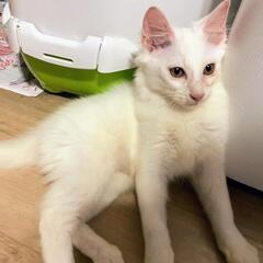 募集停止　洋猫っぽいキレイな白猫くん　生後4ヶ月くらい - 里親募集