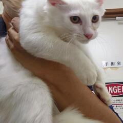 募集停止　洋猫っぽいキレイな白猫くん　生後4ヶ月くらい - 柏市