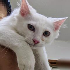 募集停止　洋猫っぽいキレイな白猫くん　生後4ヶ月くらい