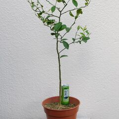 盆栽素材シークァーサー苗木