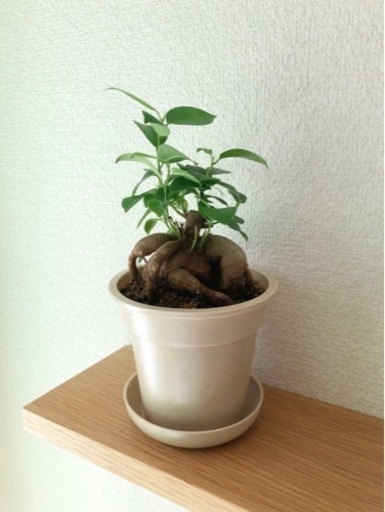 観葉植物　ガジュマル(18)　22cm　ナチュラルカラーの3.5号の鉢と受け皿付き