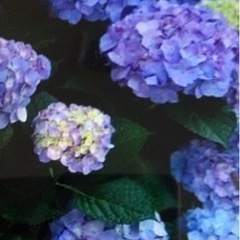 北海道の紫陽花の中古が安い 激安で譲ります 無料であげます ジモティー