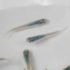 深海　稚魚　10匹　300円　②