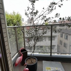 オリーブの木/渋谷