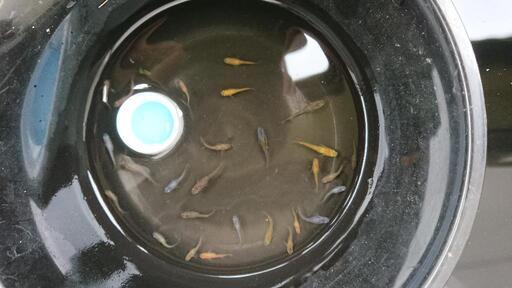 ミックスメダカ 容器内すべて