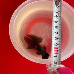 金魚　出目金　パンダ蝶尾の子ですが黒いです　1歳　