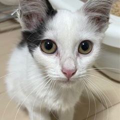 子猫の里親を探してます。