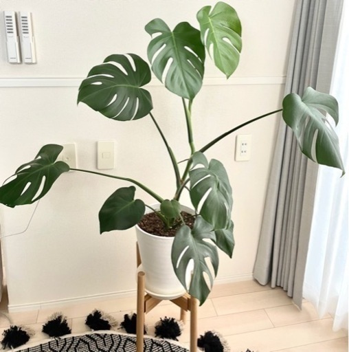 受付中 モンステラ 観葉植物 シロ 水戸の家具の中古あげます 譲ります ジモティーで不用品の処分