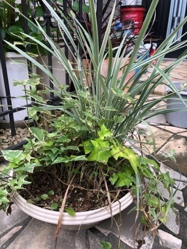 植物寄せ植え へデラアイビーツルニチニチソウミスキャンタス じん 和光のその他の中古あげます 譲ります ジモティーで不用品の処分