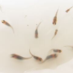 めだか　宮桜　稚魚（１センチ以下）４匹＋１匹