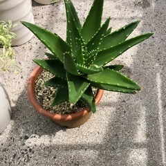 植物　🍀不夜城　子株たくさん😊