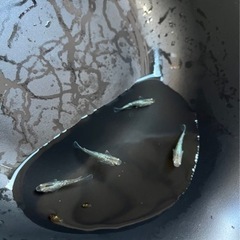 メダカ　鱗光ロングフィンの卵
