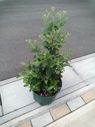 フェイジョア　ホワイトグース