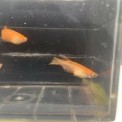 紅帝松井鰭長若魚2ペア1000円【完売】