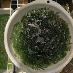 水草　マツモ