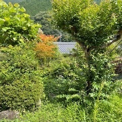 レンタン　七輪　南天　紅葉　ツツジ　さるすべり　庭木　盆栽