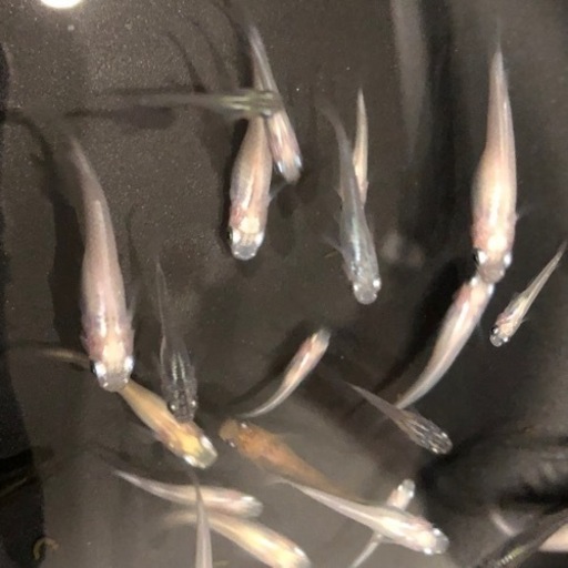 メダカをもらってください Mix配合メダカです ふんも 君津のその他の中古あげます 譲ります ジモティーで不用品の処分 メダカをもらってください Mix配合メダカです ふんも 君津のその他の中古あげます 譲ります ジモティーで不用品の処分