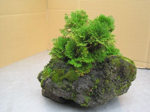 岩松 イワヒバ 石つき（イワヒバの植え替えと石付け - 米一粒仏