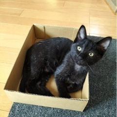 スリスリ黒猫ちゃん♪