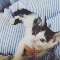 1kgの生後約4ヶ月の白黒仔猫。かわいい男の子。