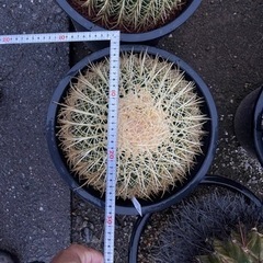 サボテン　金鯱　大サイズ12号激安✨