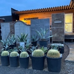 サボテン　金鯱　大サイズ12号激安✨