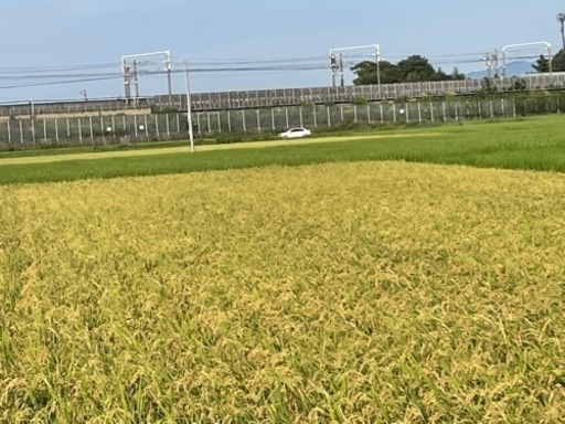 令和4年度産　愛知県産コシヒカリ　30kg 8000円