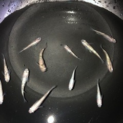 🐟メダカ🐟夜桜（ホワイト、ピンク系）